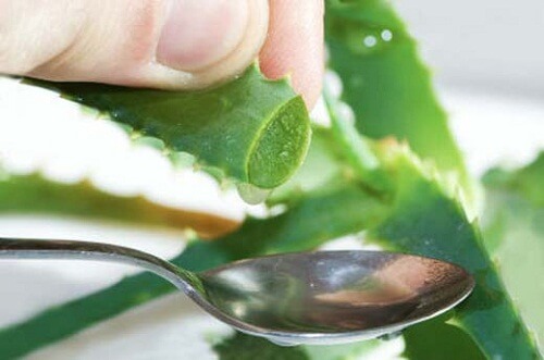 Aloe vera gel extracted from leaf