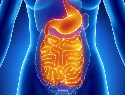 Diabetes affects the digestive system