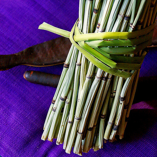 A bunch of horsetail