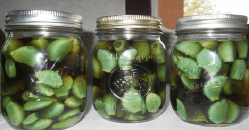 Treating Illnesses with Garlic, Apple Cider Vinegar and Honey