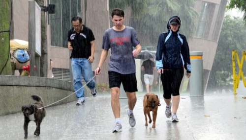 ALT TITLE Walking dog in rain