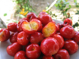 Barbados cherries