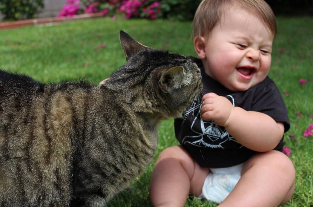 cat-2