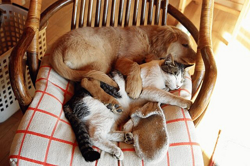 dog and cat