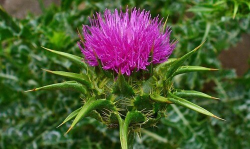 Marian thistle beauty and it's cholesterol reducing properties
