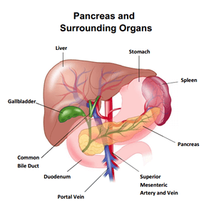 pancreas-and-surrounding-organs2