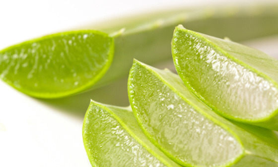 Aloe vera leaves cut open