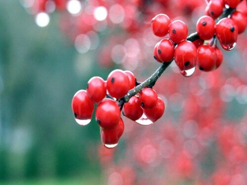 4 berries