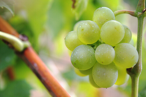 grapes