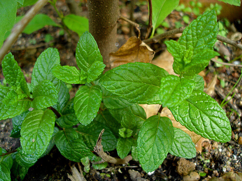 healing a urinary tract infection with herbs