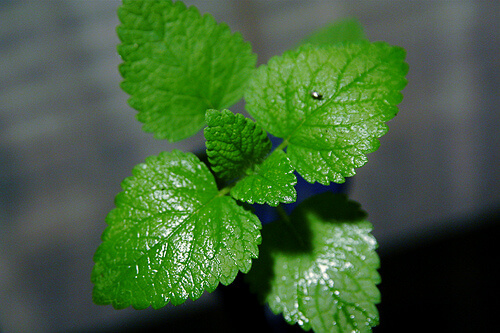 Mint plant