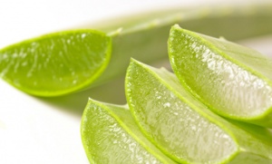 ALT TITLE Aloe vera