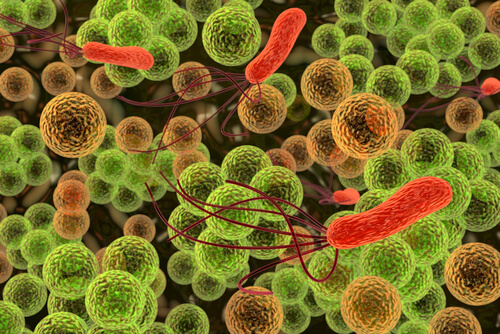 Immune system fighting bacteria