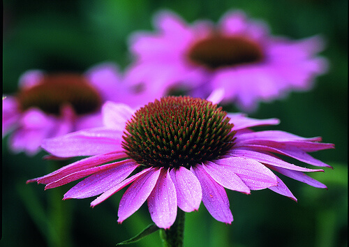 Echinacea flowers