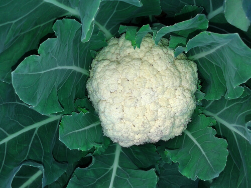 cauliflower