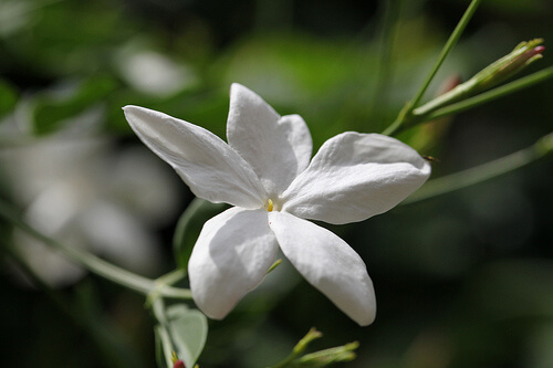 Jasmine