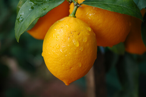 Lemon hanging from branch
