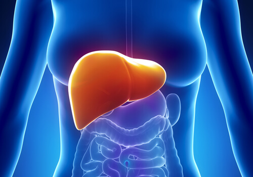 Liver health is one of the benefits of papaya seeds