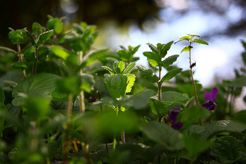 Herb garden