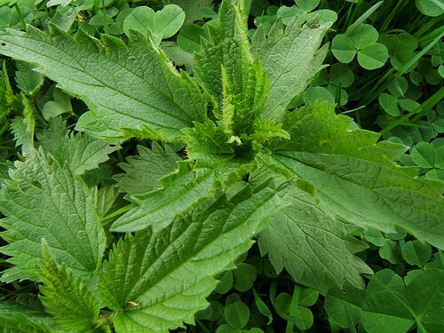 ALT TITLE Nettles