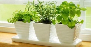 10 Plants That Attract Positive Energy