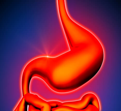 Stomach