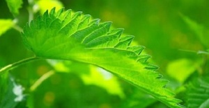 10 Easy and Natural Ways to Stop Snoring