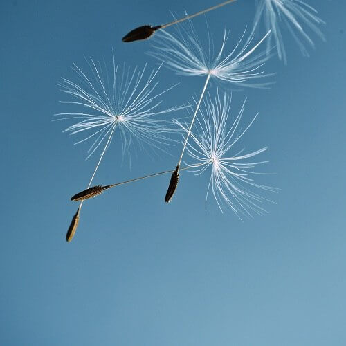 Dandelions floating in the air
