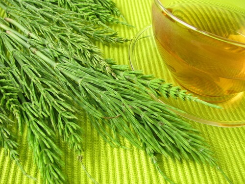 ALT TITLE horsehair herb to help lose weight