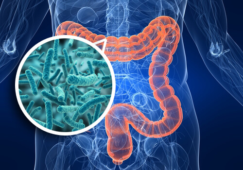 Intestinal flora inside human body
