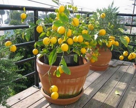 Lemon tree in a plant pot