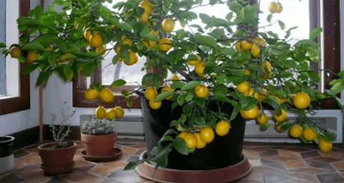 Grow a Lemon Tree from the Seed at Home