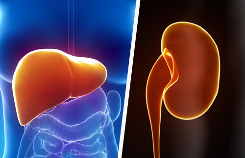 How To Keep Healthy Kidneys And Liver