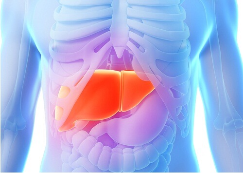 liver