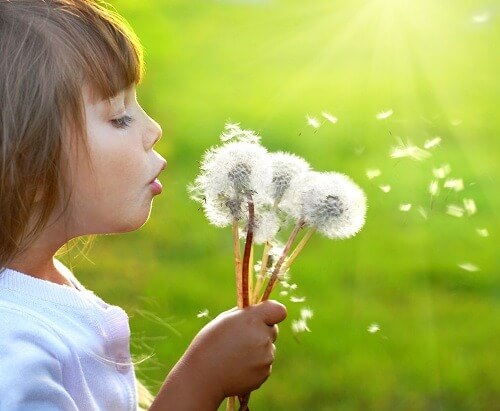 Child blowing a bunch of dandelions