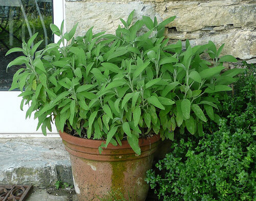 using sage to hide gray hair