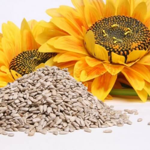 Sunflower seeds as remedies to quit smoking
