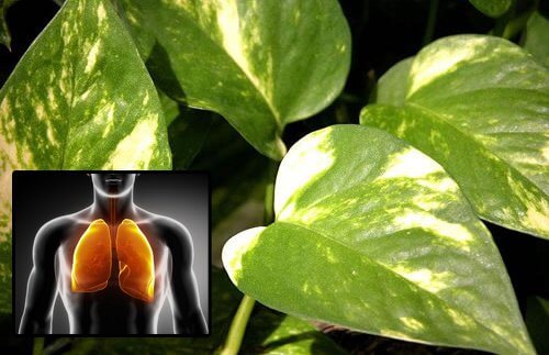Pothos Plant to Purify the Air in Your Home