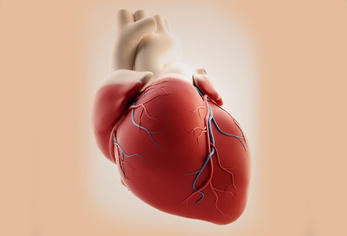 A healthy heart.