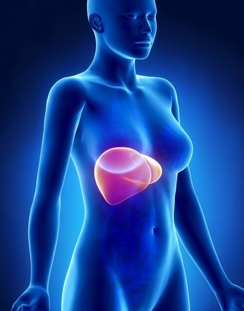 Inside of a woman showing her liver