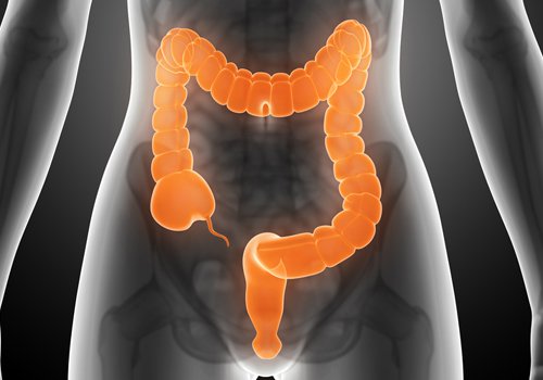 The colon of a woman