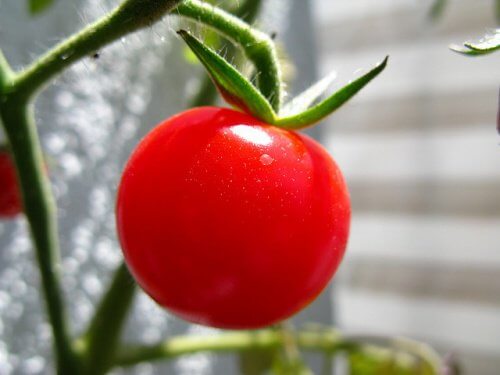 Tomatoes can help combat uric acid build up