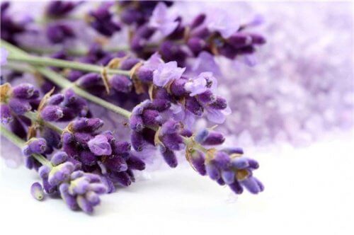 Lavender branch with flowers