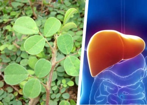 This is a Beneficial Plant for Liver Health