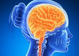6 Foods to Maintain an Active Brain