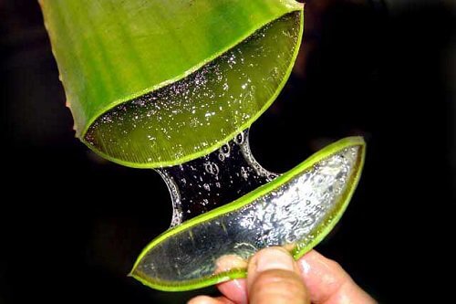 aloe