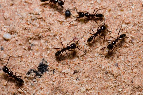 Ants.