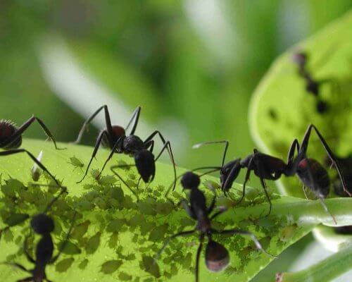 Ants on leaves.