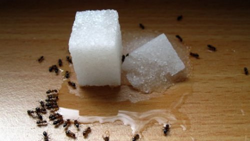 Natural and Cheap Ant Repellents