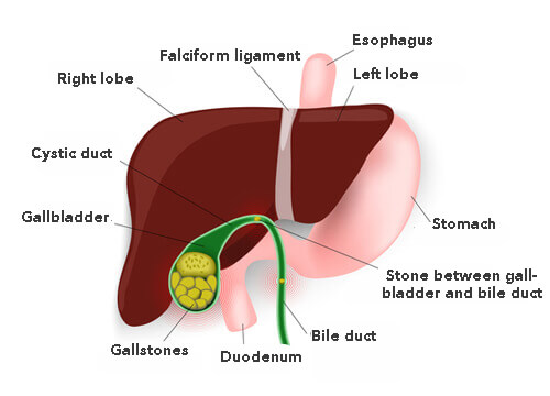 gallbladder, liver and stomach